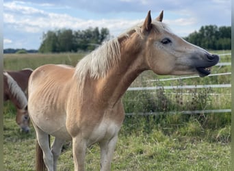 Haflinger, Gelding, 3 years, 14,2 hh