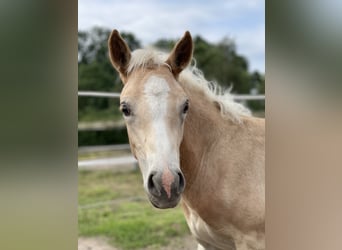 Haflinger, Gelding, 3 years, 14,2 hh