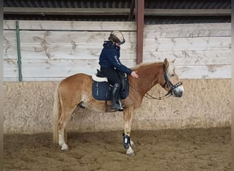 Haflinger, Gelding, 3 years, 14,2 hh