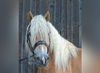 Haflinger, Gelding, 3 years, 14,2 hh