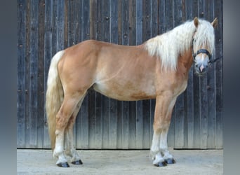 Haflinger, Wallach, 3 Jahre, 14,2 hh