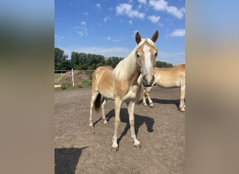 Haflinger, Gelding, 3 years, 14.3 hh