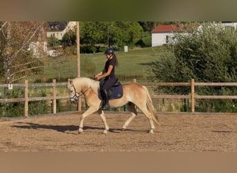 Haflinger, Gelding, 3 years, 14.3 hh, Chestnut-Red