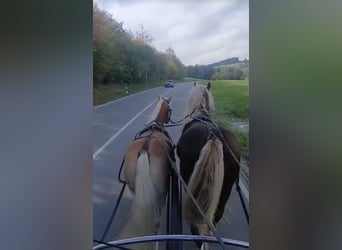 Haflinger, Gelding, 3 years, 14.3 hh, Chestnut-Red