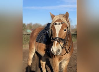 Haflinger, Gelding, 3 years, 14,3 hh, Chestnut-Red