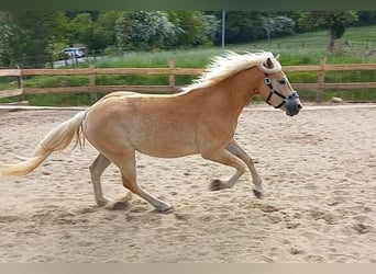 Haflinger, Gelding, 3 years, 14.3 hh, Chestnut-Red
