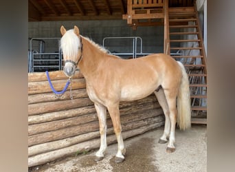 Haflinger, Gelding, 3 years, 14.3 hh, Chestnut-Red