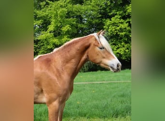 Haflinger, Gelding, 3 years, 14.3 hh, Chestnut-Red