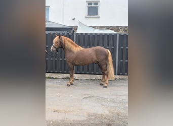 Haflinger Mix, Gelding, 3 years, 14 hh, Chestnut