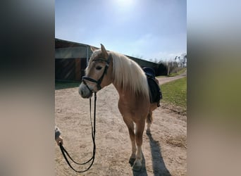 Haflinger, Gelding, 3 years, 14,1 hh