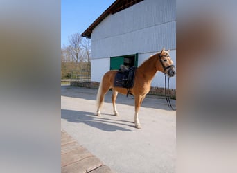 Haflinger, Gelding, 3 years, 14,1 hh
