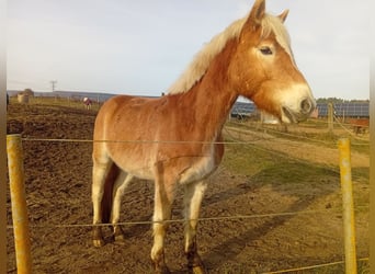 Haflinger, Gelding, 3 years, 14,1 hh, Dun