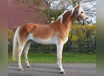 Haflinger, Gelding, 3 years, 14,1 hh