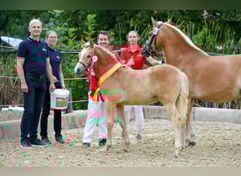Haflinger, Gelding, 3 years, 14,2 hh, Chestnut-Red