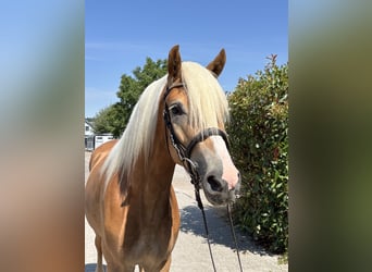 Haflinger, Gelding, 3 years, 14,2 hh, Chestnut-Red