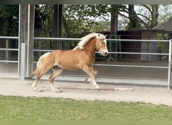 Haflinger, Gelding, 3 years, 14,2 hh, Chestnut-Red