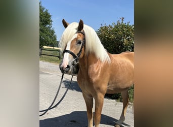 Haflinger, Gelding, 3 years, 14,2 hh, Chestnut-Red
