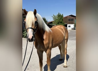 Haflinger, Gelding, 3 years, 14,2 hh, Chestnut-Red