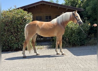 Haflinger, Gelding, 3 years, 14,2 hh, Chestnut-Red