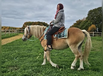 Haflinger, Gelding, 3 years, 14,2 hh, Chestnut-Red