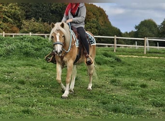 Haflinger, Gelding, 3 years, 14,2 hh, Chestnut-Red