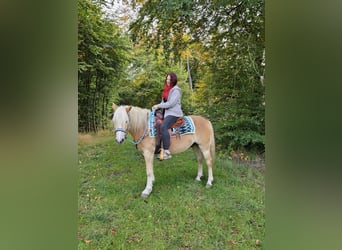 Haflinger, Gelding, 3 years, 14,2 hh, Chestnut-Red