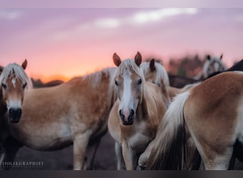 Haflinger, Gelding, 3 years, 14,3 hh