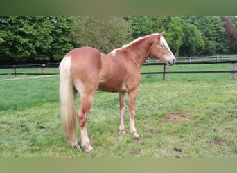 Haflinger, Gelding, 3 years, 14,3 hh, Chestnut-Red