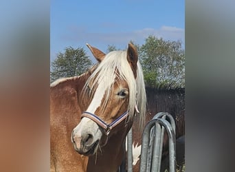 Haflinger, Gelding, 3 years, 14,3 hh, Chestnut-Red
