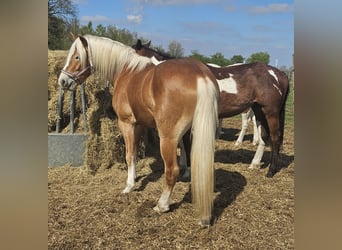 Haflinger, Gelding, 3 years, 14,3 hh, Chestnut-Red