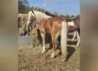 Haflinger, Gelding, 3 years, 14,3 hh, Chestnut-Red
