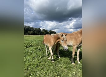Haflinger, Gelding, 3 years, 14,3 hh