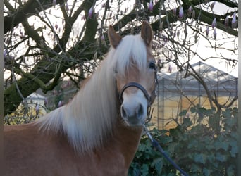 Haflinger, Gelding, 3 years, 14,3 hh