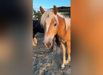 Haflinger, Gelding, 3 years, 15.1 hh, Chestnut-Red