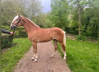 Haflinger, Gelding, 3 years, 15,1 hh, Chestnut-Red