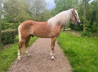 Haflinger, Gelding, 3 years, 15,1 hh, Chestnut-Red