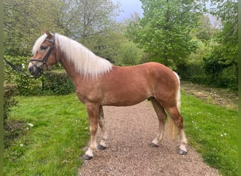 Haflinger, Gelding, 3 years, 15,1 hh, Chestnut-Red