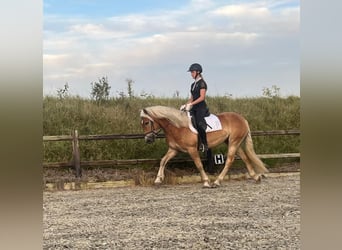 Haflinger, Wallach, 3 Jahre, 15,1 hh, Fuchs