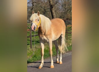 Haflinger, Gelding, 3 years, 15.1 hh, Palomino