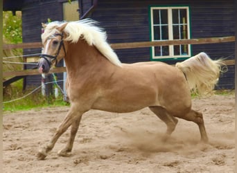 Haflinger, Wallach, 3 Jahre, 15 hh, Fuchs