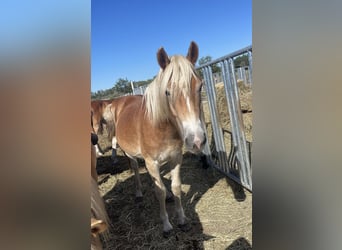 Haflinger, Gelding, 3 years, 15 hh