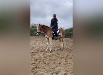 Haflinger, Gelding, 3 years, 15 hh