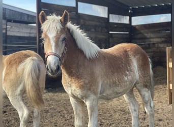 Haflinger, Gelding, 3 years, 15 hh