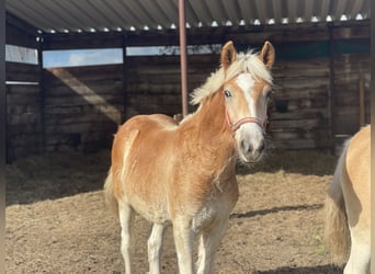 Haflinger, Gelding, 3 years, 15 hh