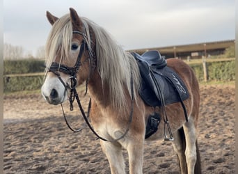 Haflinger, Gelding, 3 years, 15 hh