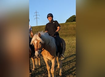 Haflinger, Gelding, 3 years, 15 hh, Sorrel