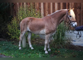 Haflinger, Gelding, 3 years, 15 hh, Sorrel