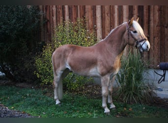 Haflinger, Gelding, 3 years, 15 hh, Sorrel