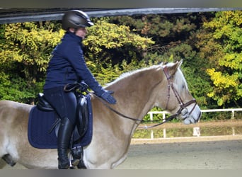 Haflinger, Gelding, 3 years, 15 hh, Sorrel