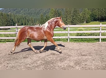 Haflinger Mix, Gelding, 3 years, 15,1 hh, Chestnut-Red